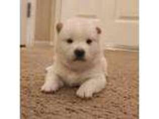 Shiba Inu Puppy for sale in San Jacinto, CA, USA