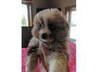 Miniature Australian Shepherd Puppy for sale in Hewitt, MN, USA