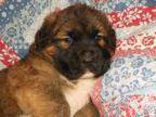 Leonberger Puppy for sale in MCHENRY, IL, USA