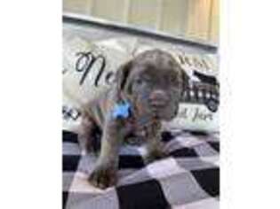 Cane Corso Puppy for sale in Dillon, SC, USA