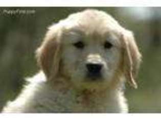Golden Retriever Puppy for sale in Argyle, WI, USA