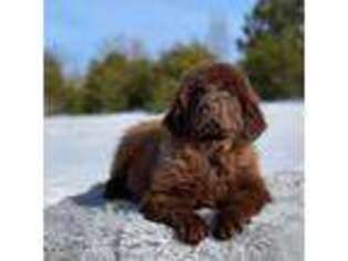 Newfoundland Puppy for sale in Traverse City, MI, USA