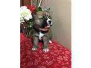 Shiba Inu Puppy for sale in Koshkonong, MO, USA
