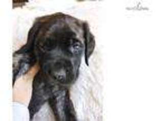 Mastiff Puppy for sale in Denver, CO, USA