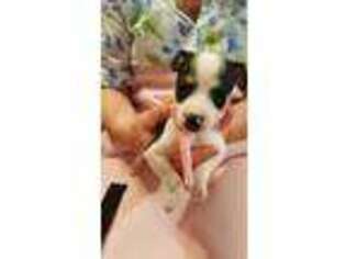 Rat Terrier Puppy for sale in Alvin, TX, USA