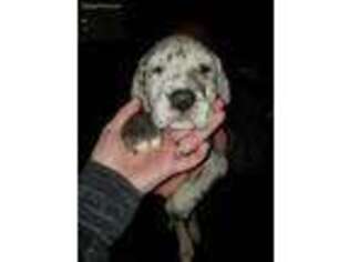 Great Dane Puppy for sale in East Palestine, OH, USA