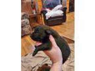 Belgian Malinois Puppy for sale in Metter, GA, USA