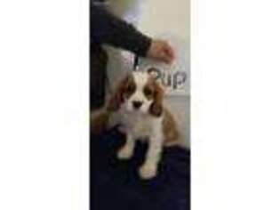 Cavalier King Charles Spaniel Puppy for sale in Stella, MO, USA
