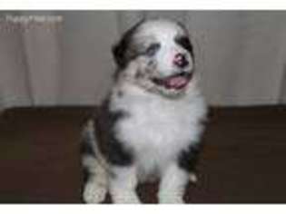 Australian Shepherd Puppy for sale in Plano, TX, USA