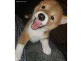 Shiba Inu Puppy for sale in San Antonio, TX, USA