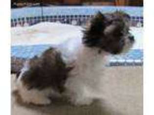 Mi-Ki Puppy for sale in Champion, PA, USA