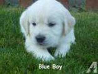 Golden Retriever Puppy for sale in ORTING, WA, USA