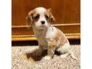 Cavalier King Charles Spaniel Puppy for sale in Binghamton, NY, USA