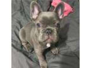 French Bulldog Puppy for sale in Anderson, SC, USA