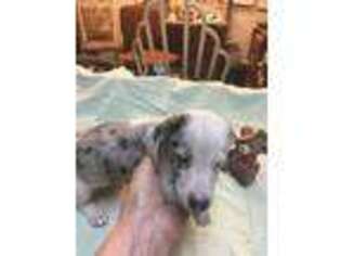 Dachshund Puppy for sale in Valdosta, GA, USA