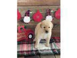 Goldendoodle Puppy for sale in Hampshire, IL, USA