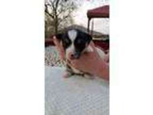 Pembroke Welsh Corgi Puppy for sale in Vinton, VA, USA