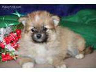 Pomeranian Puppy for sale in Gordonville, PA, USA