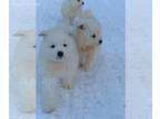 Samoyed Puppy for sale in Wasilla, AK, USA