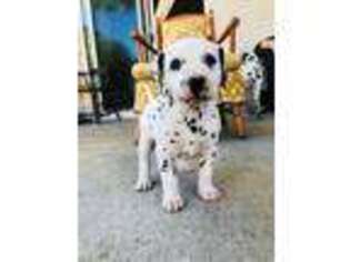 Dalmatian Puppy for sale in Van Nuys, CA, USA