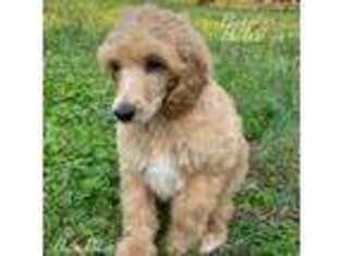 Mutt Puppy for sale in Clover, SC, USA