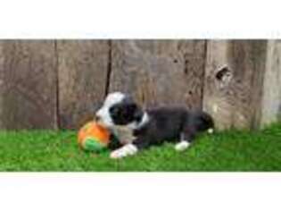 Cardigan Welsh Corgi Puppy for sale in Brumley, MO, USA