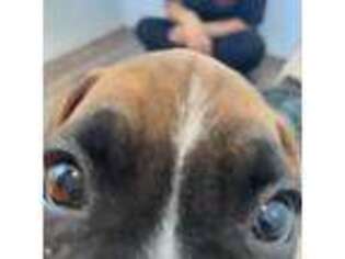 Boxer Puppy for sale in Duvall, WA, USA