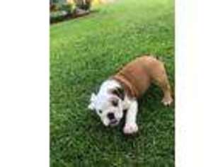 Bulldog Puppy for sale in Winchester, KY, USA