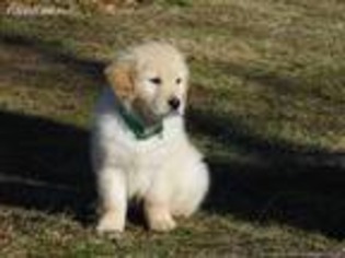 Golden Retriever Puppy for sale in Mountain Grove, MO, USA