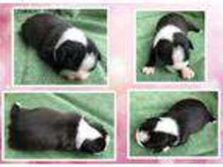 Boston Terrier Puppy for sale in Alexis, NC, USA