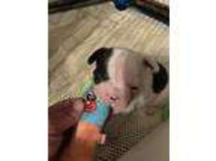 French Bulldog Puppy for sale in Culpeper, VA, USA