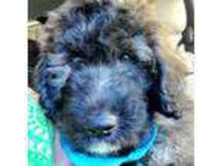 Mutt Puppy for sale in Saluda, SC, USA