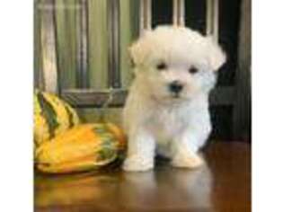 Maltese Puppy for sale in Westfield, IN, USA