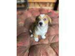 Pembroke Welsh Corgi Puppy for sale in Renton, WA, USA