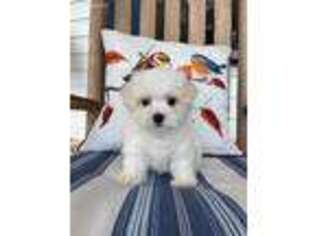 Maltese Puppy for sale in Bay Springs, MS, USA