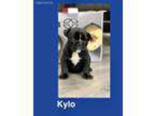 Medium Photo #1 Olde English Bulldogge Puppy For Sale in Columbus, OH, USA