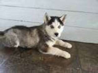 Siberian Husky Puppy for sale in Garrettsville, OH, USA