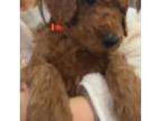 Labradoodle Puppy for sale in Porterville, CA, USA