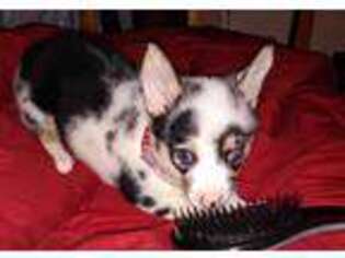 Cardigan Welsh Corgi Puppy for sale in Atascosa, TX, USA