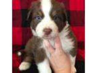 Australian Shepherd Puppy for sale in Hubbardston, MA, USA
