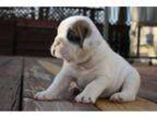 Bulldog Puppy for sale in Mount Pleasant, TX, USA