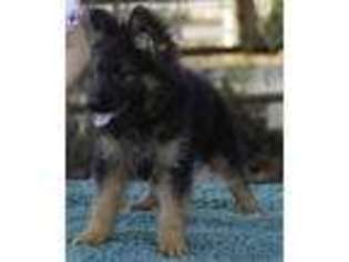 German Shepherd Dog Puppy for sale in Temecula, CA, USA