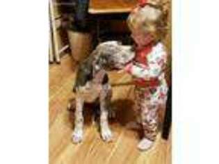 Great Dane Puppy for sale in Chatsworth, GA, USA