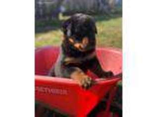 Rottweiler Puppy for sale in Honey Brook, PA, USA