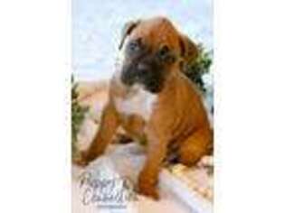 Boxer Puppy for sale in Argos, IN, USA