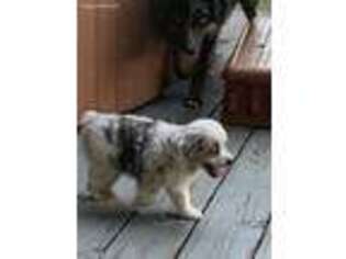 Miniature Australian Shepherd Puppy for sale in Lenapah, OK, USA