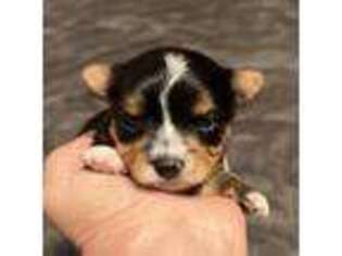 Yorkshire Terrier Puppy for sale in Blythe, CA, USA