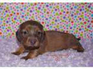 Dachshund Puppy for sale in Youngstown, OH, USA