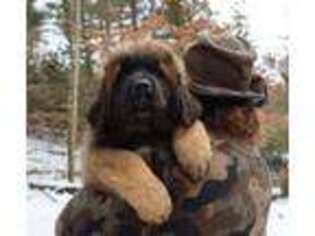 Leonberger Puppy for sale in White Haven, PA, USA