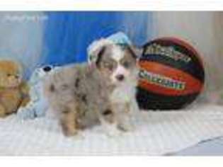 Miniature Australian Shepherd Puppy for sale in Newberry, FL, USA